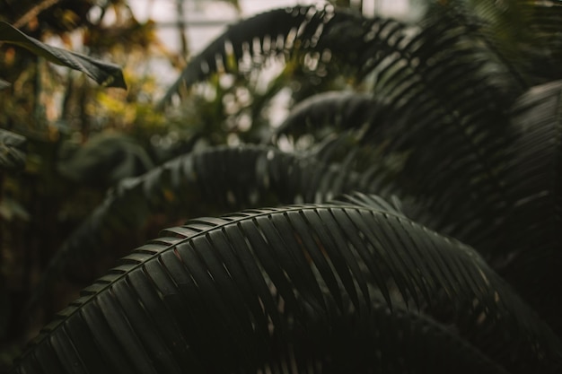 Closeup nature view of green leaf and palms in the botanical garden background Flat lay dark nature concept tropical leaf