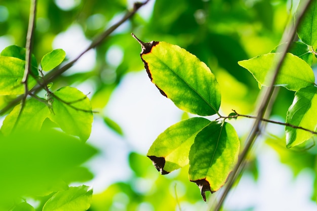 Closeup nature view of green leaf texture on sunlight using as background fresh ecology concept