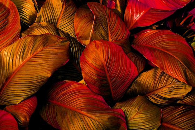 closeup nature view of purple leaves background