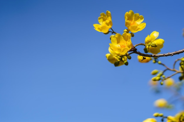 Closeup of nature yellow flower on blue sky background under sunlight with bokeh and copy space using as background natural plants landscape ecology wallpaper page concept