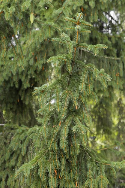 Closeup a needles of fir tree