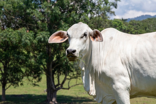 Closeup of Nellore calf in the meadow with trees. Sao Paulo state, Brazil