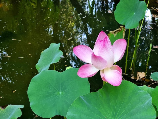 Closeup Nelumbo nucifera water lily or lotus flower in the pond