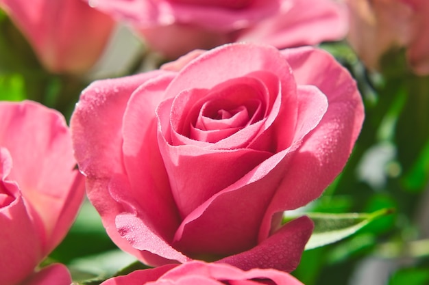 Closeup off pink roses with drops of water on petals Macro image with small depth of field