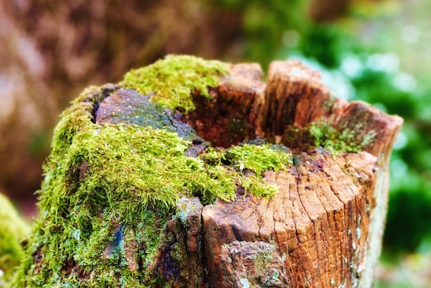 Photo closeup of an old mossy oak trunk in a secluded forest chopped down tree stump signifying deforestation and tree felling macro details of wood and bark in the wilderness for a nature background