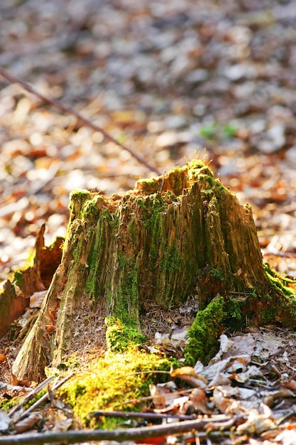 Photo closeup of an old mossy tree stump in the forest showing a biological lifecycle chopped down tree signifying deforestation and tree felling macro details of wood and bark in the wilderness