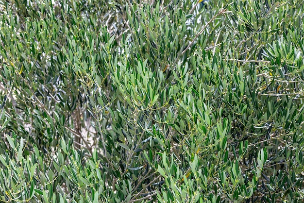 Closeup of an olive tree green leaves and branches of an olive tree