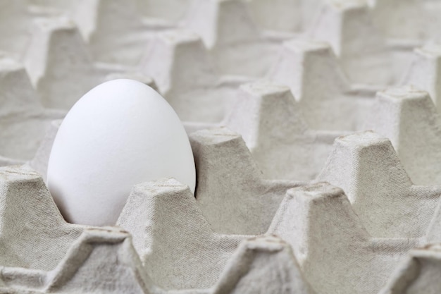 Closeup of One egg in an egg carton tray