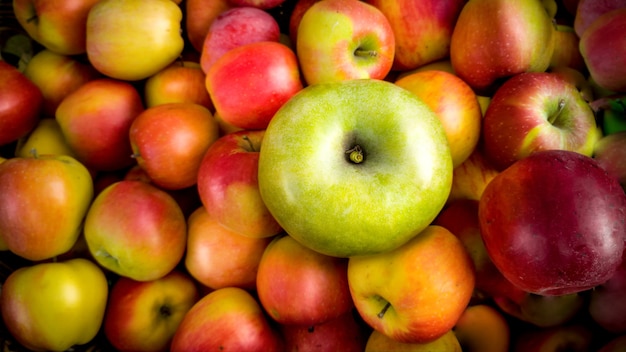 Closeup one green apple lying on pile of red apples