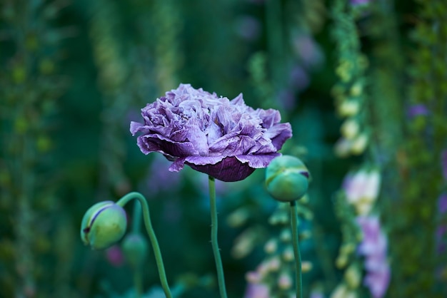 Closeup of an opium plant bud closed outside in a garden Beautiful lush green flower head isolated on blurred nature background Closeup poppy plant Opened and unopened poppy plants