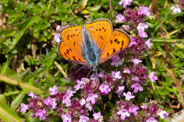 Closeup of an orange butterfly on pink flowers at a field