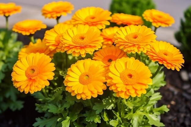 Closeup orange flower ranunculus ranunculus in a flower bed