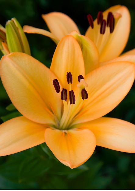 Closeup Orange lilies Closeup of stamen and pistil garden lily Lilium plant selective focus