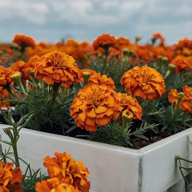 Photo closeup of orange marigold flowers against green background