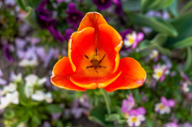 Closeup of orange pollen tulip flower