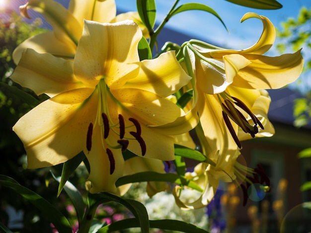 Closeup orange red yellow Lily flowers in a garden bed Macro shot Pistil and stamen and bud