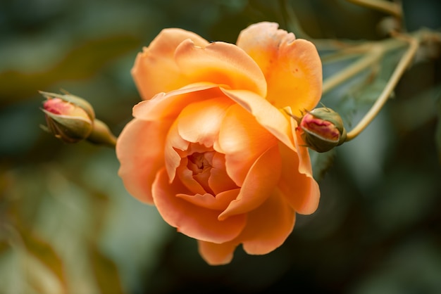 CloseUp Of orange Rose Blooming In Autumn Garden