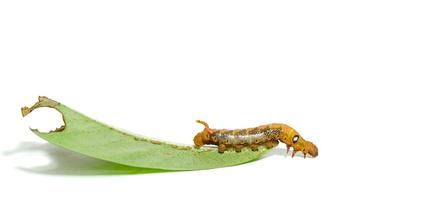 Closeup orange striped caterpillars isolated on white background