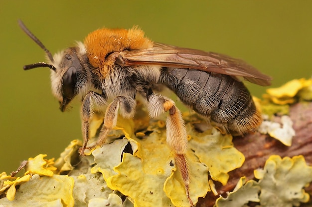 Closeup of the Orange tailed mining bee, Andrena haemorrhoa, sit