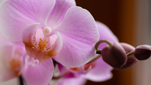 closeup Orchid with leaves on the window