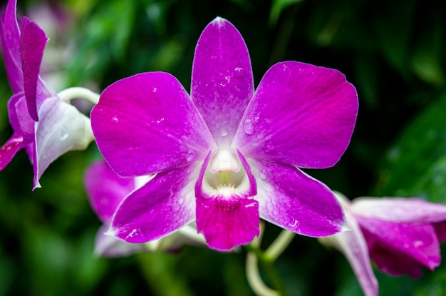 Closeup of Orchids flowers and green leaves background in garden.