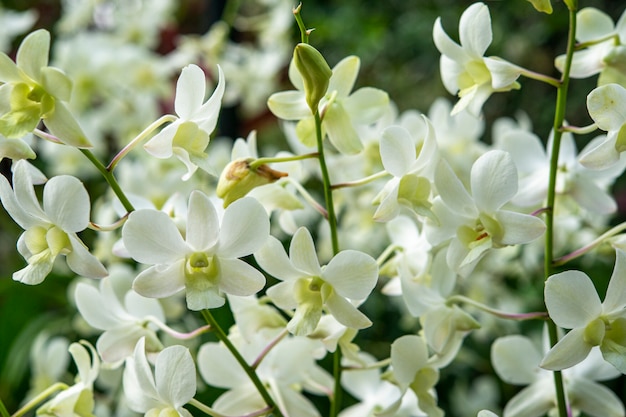 Closeup of Orchids flowers and green leaves background in garden.