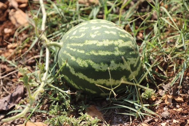 closeup organic Green watermelon fruit in the garden