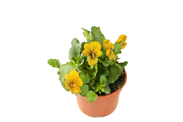 Closeup of an ornamental pansy plant in a container ready for spring planting