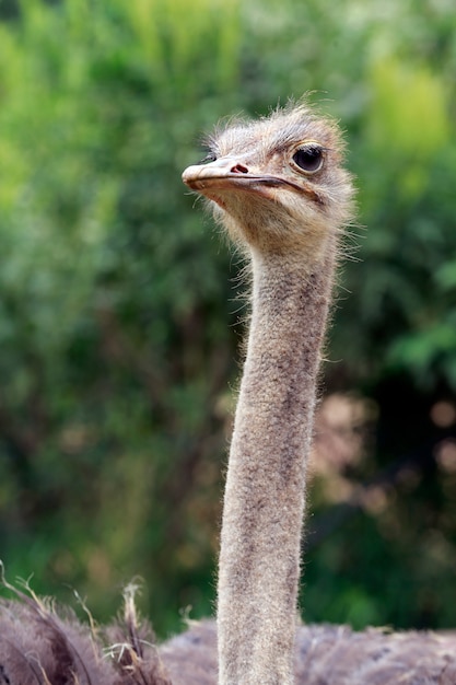 Closeup of ostrich over dark