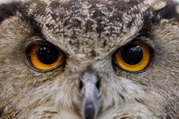 Closeup of owl face, Carnivorous bird with amber eyes.