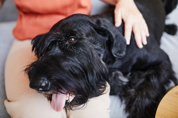 Closeup of owner sitting on sofa and stroking his black schnauzer while its lying on his knees