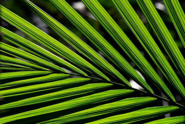 Closeup of palm leaf texture in backlight