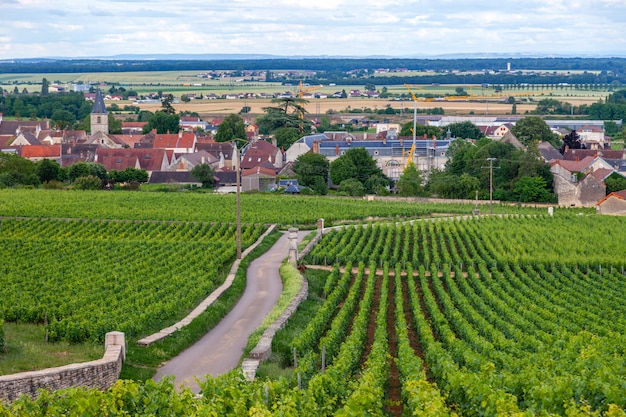 Closeup panoramic shot rows summer vineyard scenic landscape, plantation, beautiful wine grape branches, sun, limestone land.  autumn grapes harvest, nature agriculture 