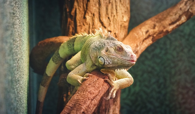 Closeup of a panther chameleon on a branch