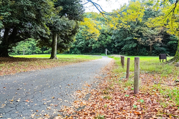 Closeup of park alley with yellow leaves on the ground and trees on the edge