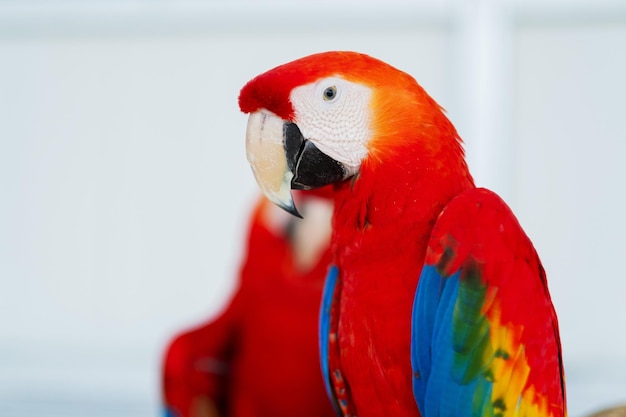 Closeup parrot with blur background nature bird macaw