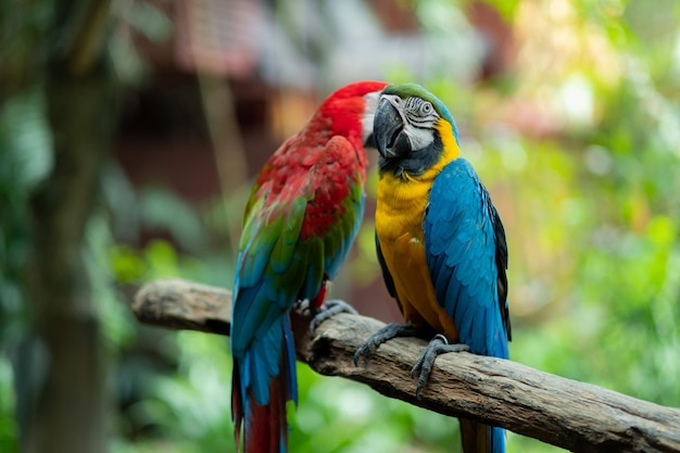 Closeup parrot with blur background nature bird macaw