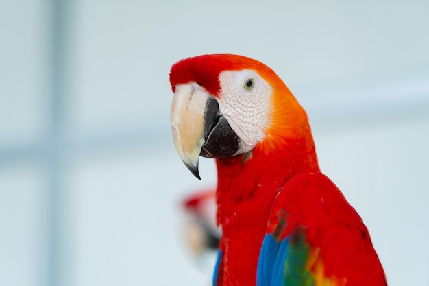 Closeup parrot with blur background nature bird macawxA