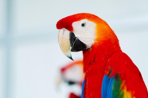 Closeup parrot with blur background nature bird macawxA