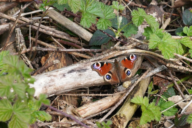 Closeup on a Peacock butterfly Inachis io emerging from its wintersleep warming up on the ground with spread wings