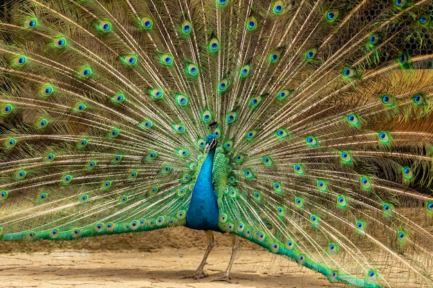 Closeup on a peacock on the farm