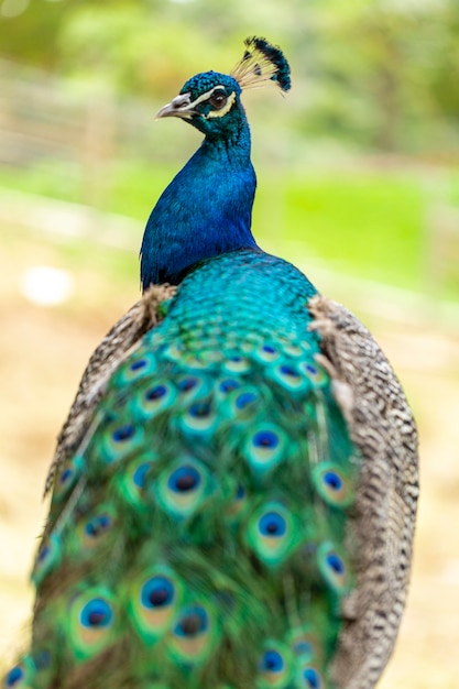 Closeup on a peacock on the farm.