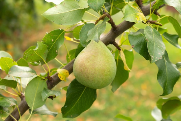 Closeup of a pear tree with fruits in a farm garden Ripe pears Several ripe pears on a tree branch