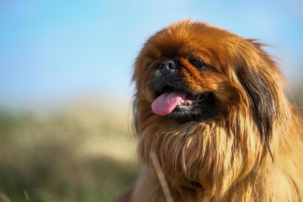 Photo closeup of a pekingese muzzle shaggy elderly pekingese red color