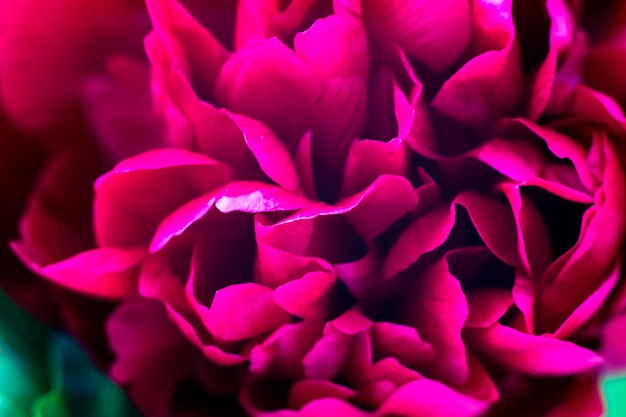 Closeup of peonies Postcard with closeup flowers