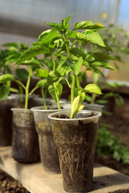 Closeup of pepper seedlings in plastic cups in a greenhouse