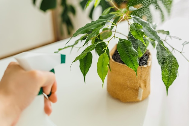 Closeup person spraying ficus tree in kraft paper pot indoor greenery concept of home gardening and