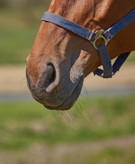 Closeup of a pet horse snout head harness in remote grazing farm pasture Texture hair and nose detail of a domesticated brown stallion or mare in the countryside with copyspace Equestrian riding