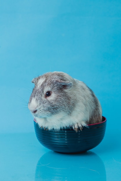 Closeup photo of american guinea pig on blue background Premium Photo