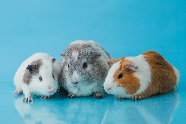 Closeup photo of american guinea pig on blue background Premium Photo